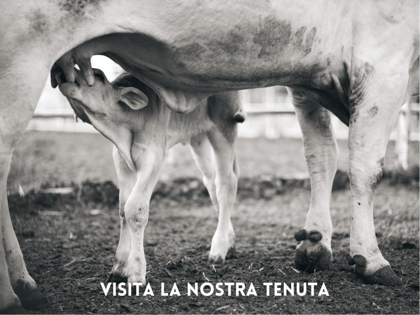 Villa La Salina Bibbona Buitenkant foto